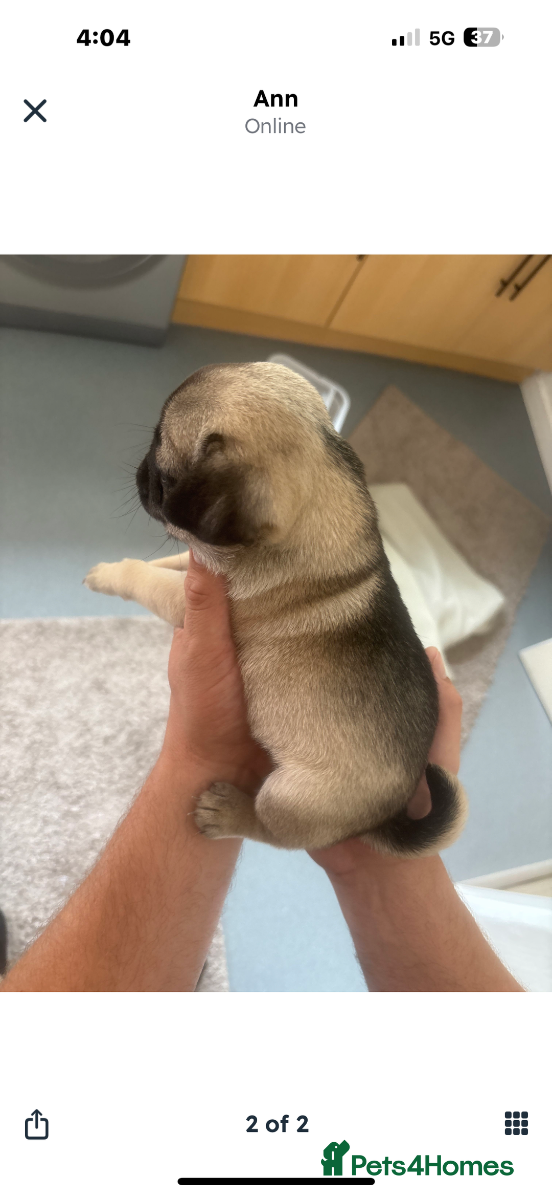 Pug dogs for sale: Pug puppy  - Image 2
