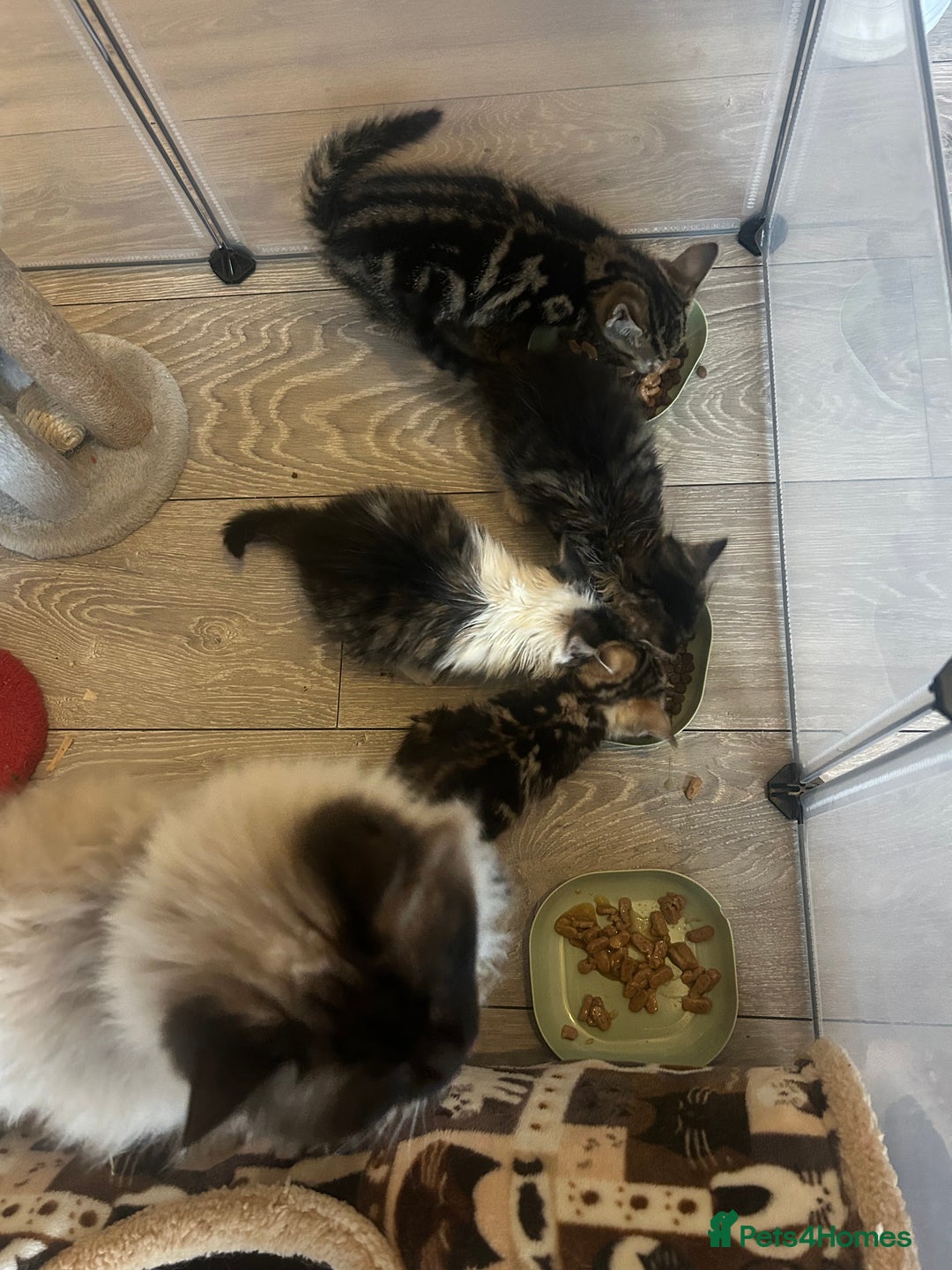 Mixed Breed cats for sale: KITTENS - Advert 5