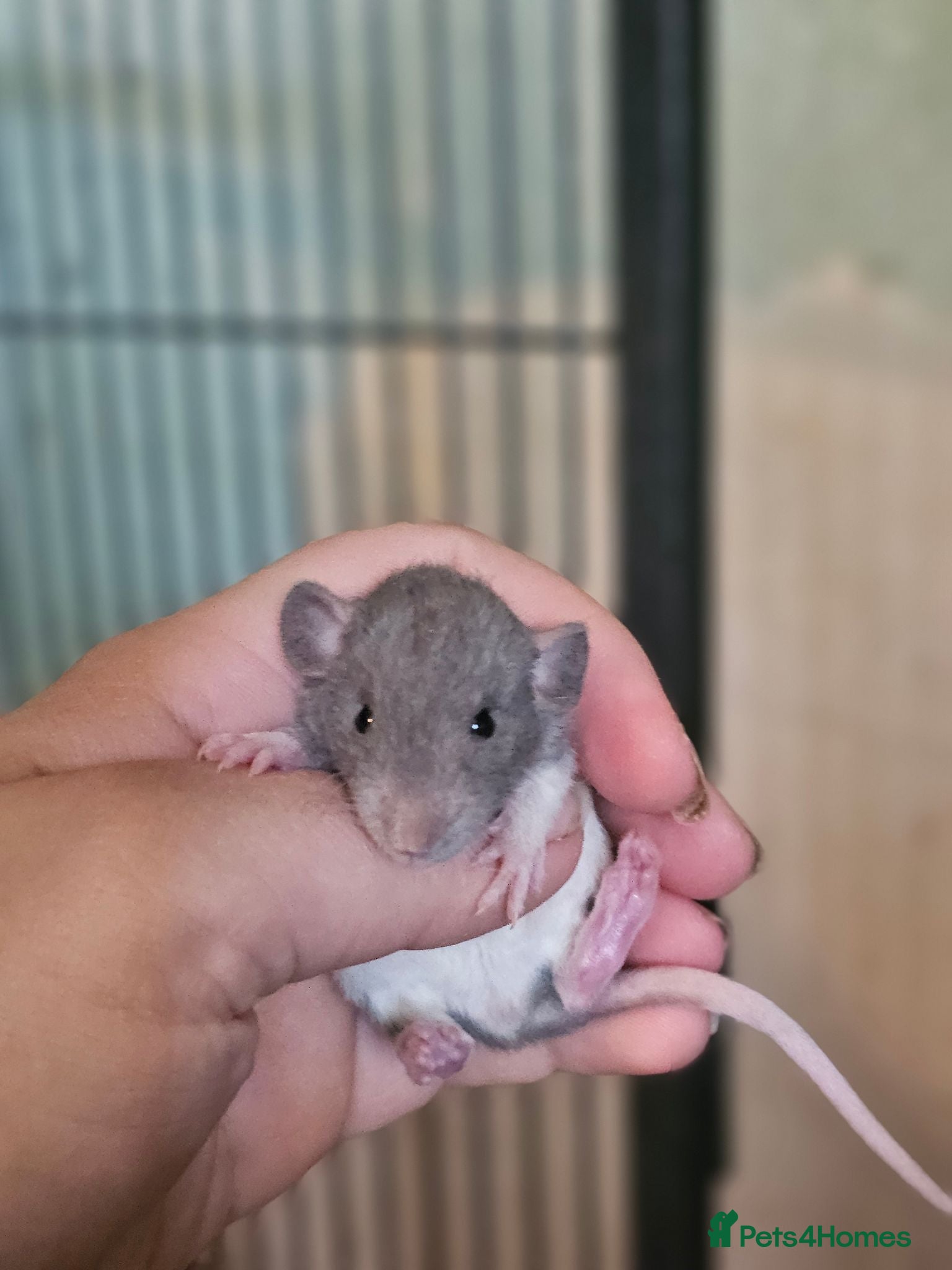 Rat rodents Baby Dumbo Rats - Girls - FOR RESERVE - DR & Sm - Advert 4