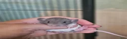 Rat rodents for sale: Baby Dumbo Rats - Girls - FOR RESERVE - REX, DR - Advert 5