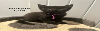 Purple Collar Girl Black Colour 