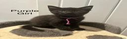 Mixed Breed cats for sale: British Mixed Kittens 5 Girls 1 Boy  - Advert 3