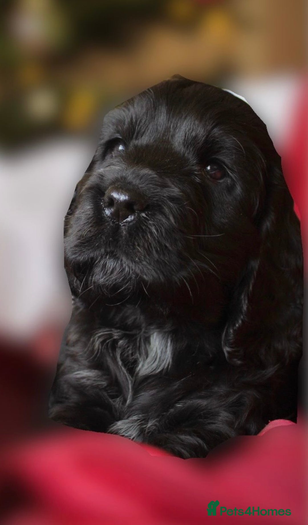 Cocker Spaniel dogs for sale: KC Registered Show Cocker Spaniel Puppies - Advert 8