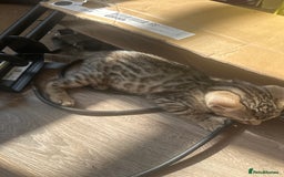 Bengal cats for sale: Stunning Bengal kittens - Image 25