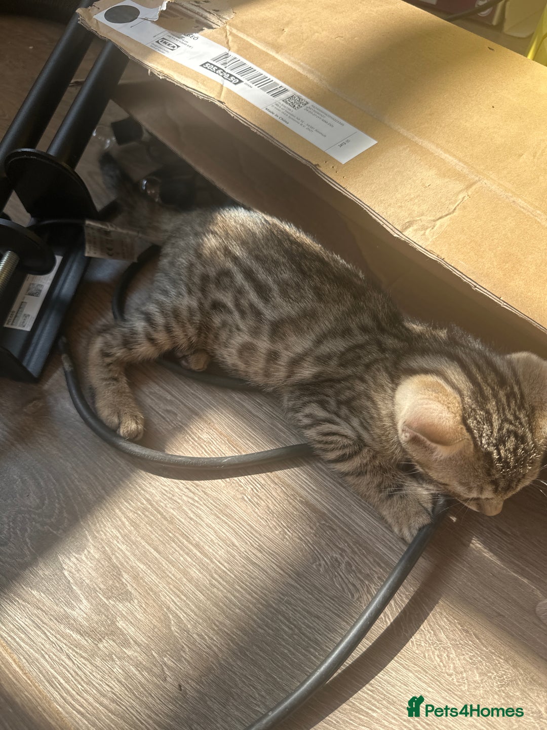 Bengal cats for sale: Stunning Bengal kittens - Image 25