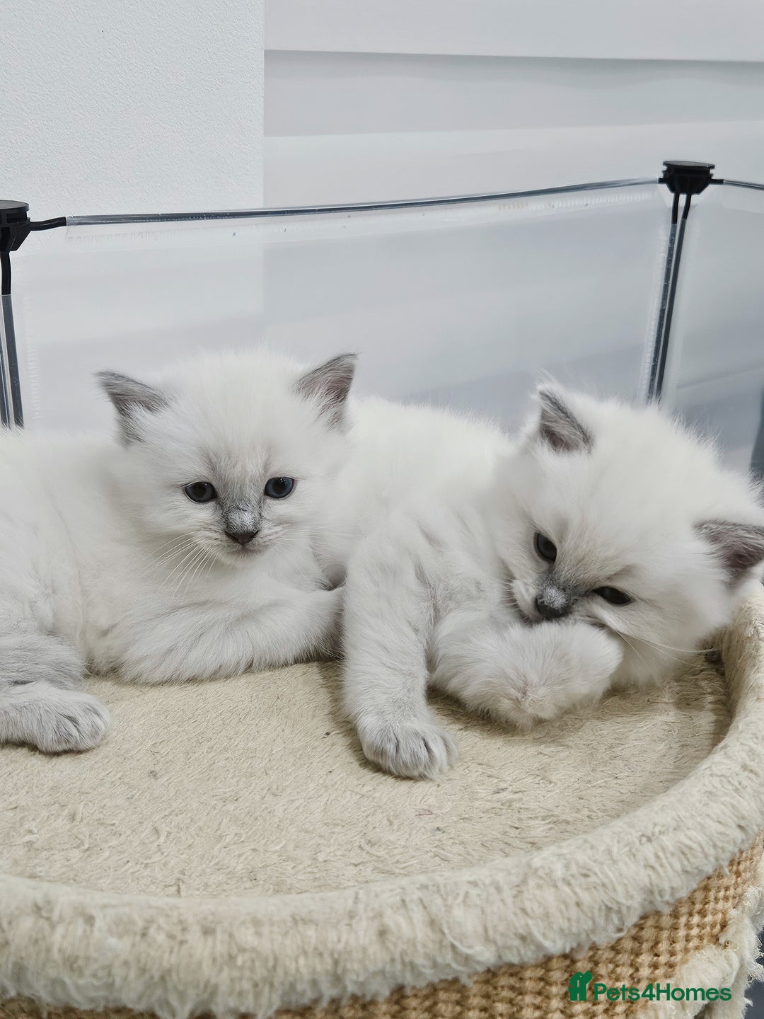 Ragdoll cats for sale: Purebred Blue Point Ragdoll Kittens 🩷💙 - Advert 9