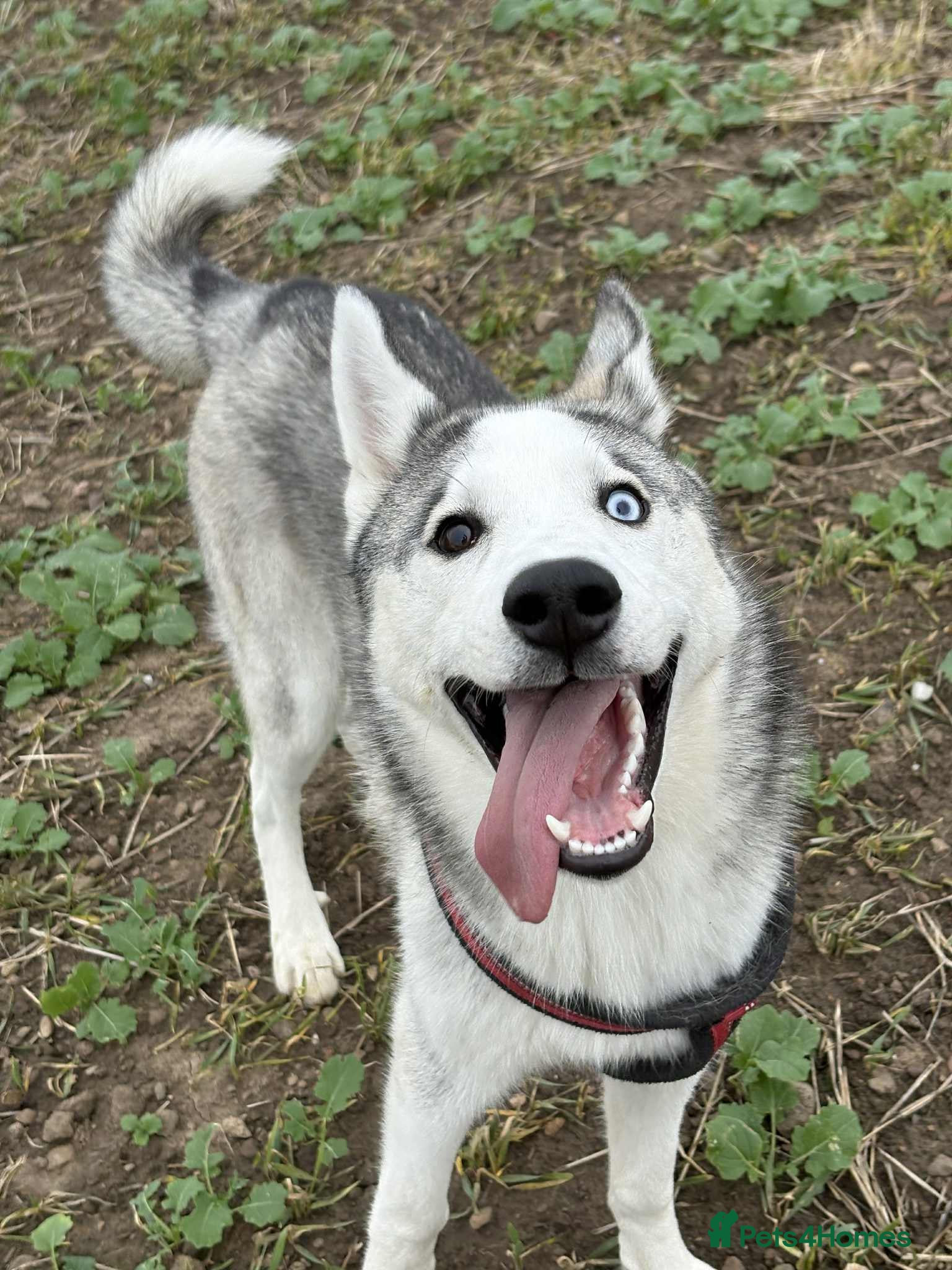 Siberian Husky dogs 7 mo pup for sale - Advert 1