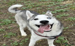 Siberian Husky dogs for sale: 7 mo pup for sale - Image 1