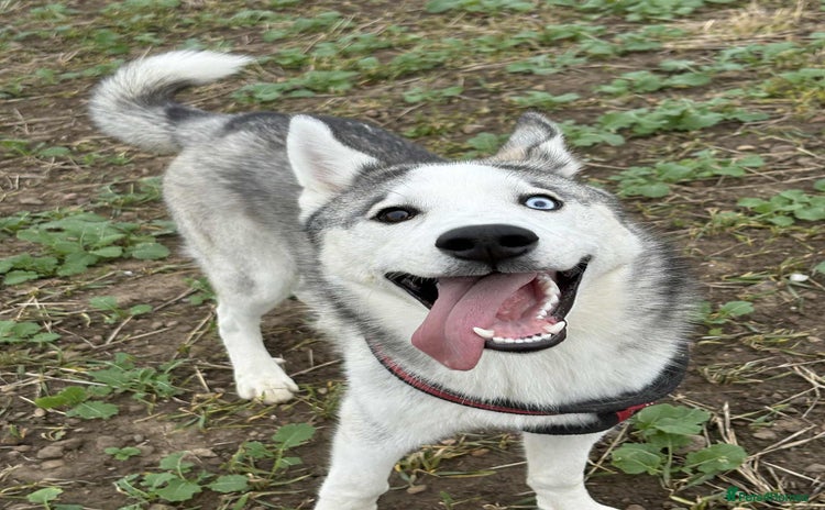 Siberian Husky dogs - Advert 1