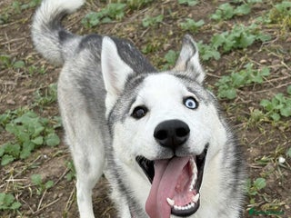 Siberian Husky dogs - Advert 2