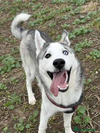 Siberian Husky dogs - Advert 2