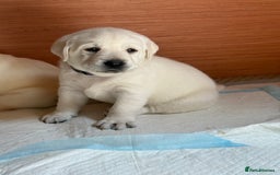 Labrador Retriever dogs for sale: 9 KC Registered White/Yellow Labrador puppies in Prestatyn - Image 8