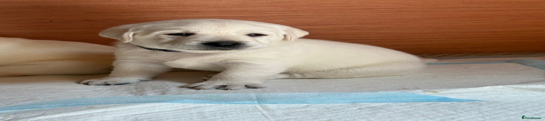 Labrador Retriever Puppy 7