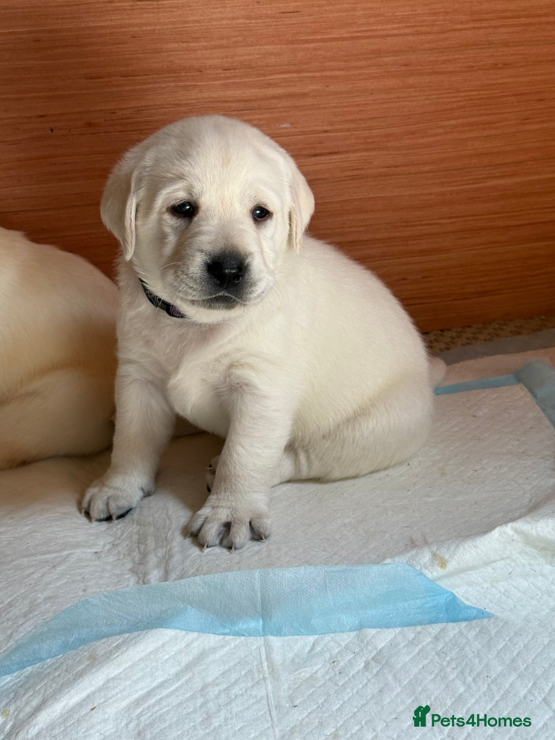 Labrador Retriever dogs for sale: 9 KC Registered White/Yellow Labrador puppies in Prestatyn - Image 8