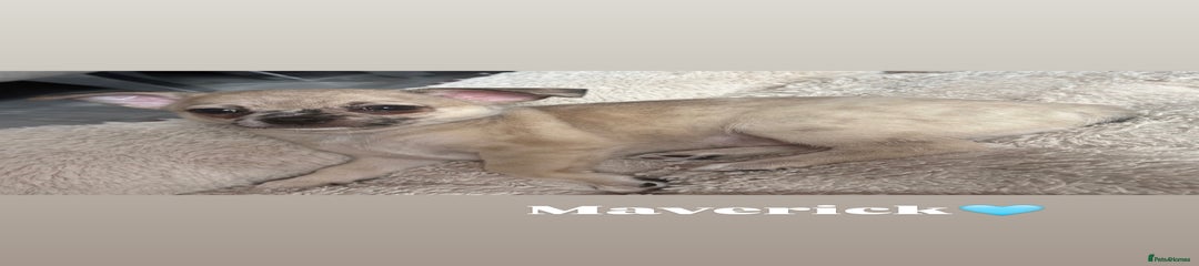 Chihuahua Puppy 1