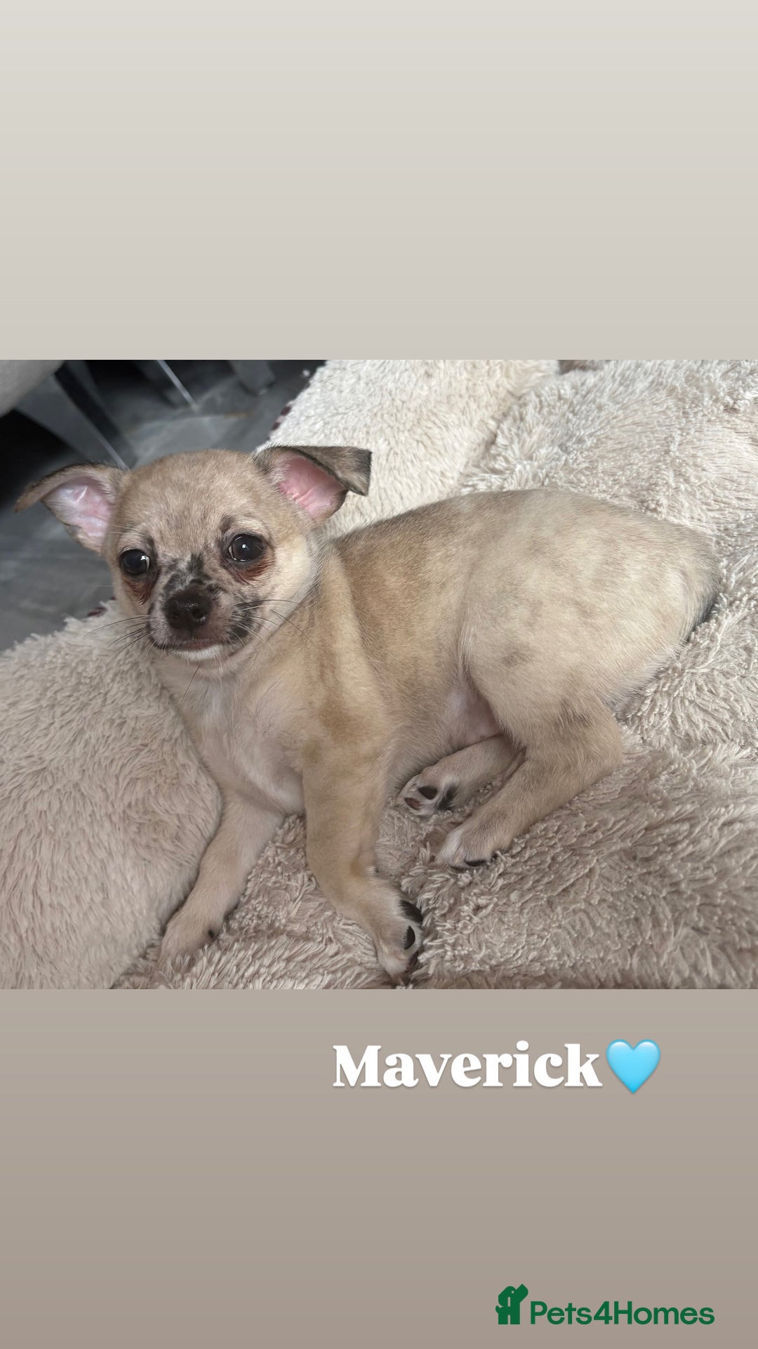 Chihuahua dogs for sale: Merle Chihuahua Puppies - Image 3
