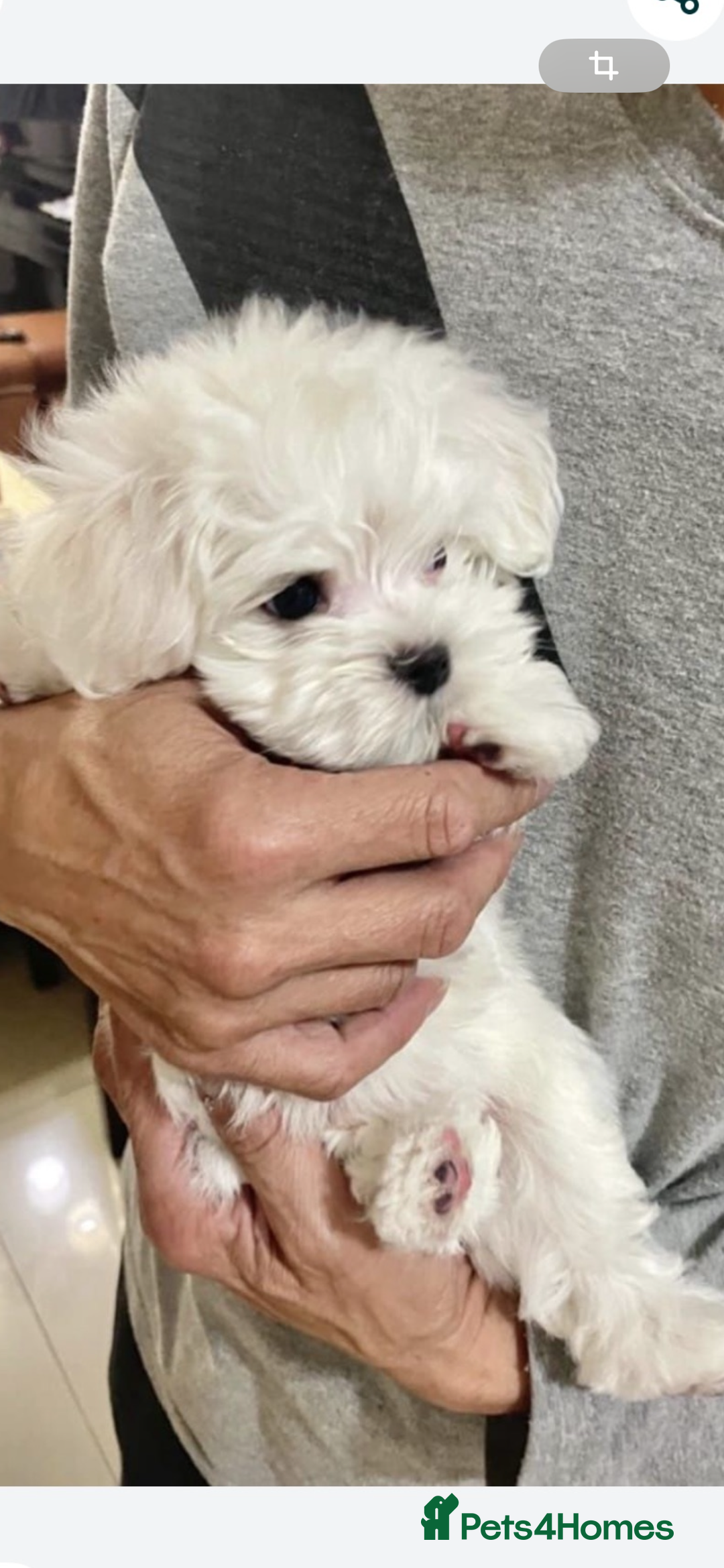 Maltese dogs for sale: Maltese - Image 9