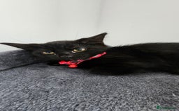 Mixed Breed cats for sale: 2 black famele kittens  - Image 3