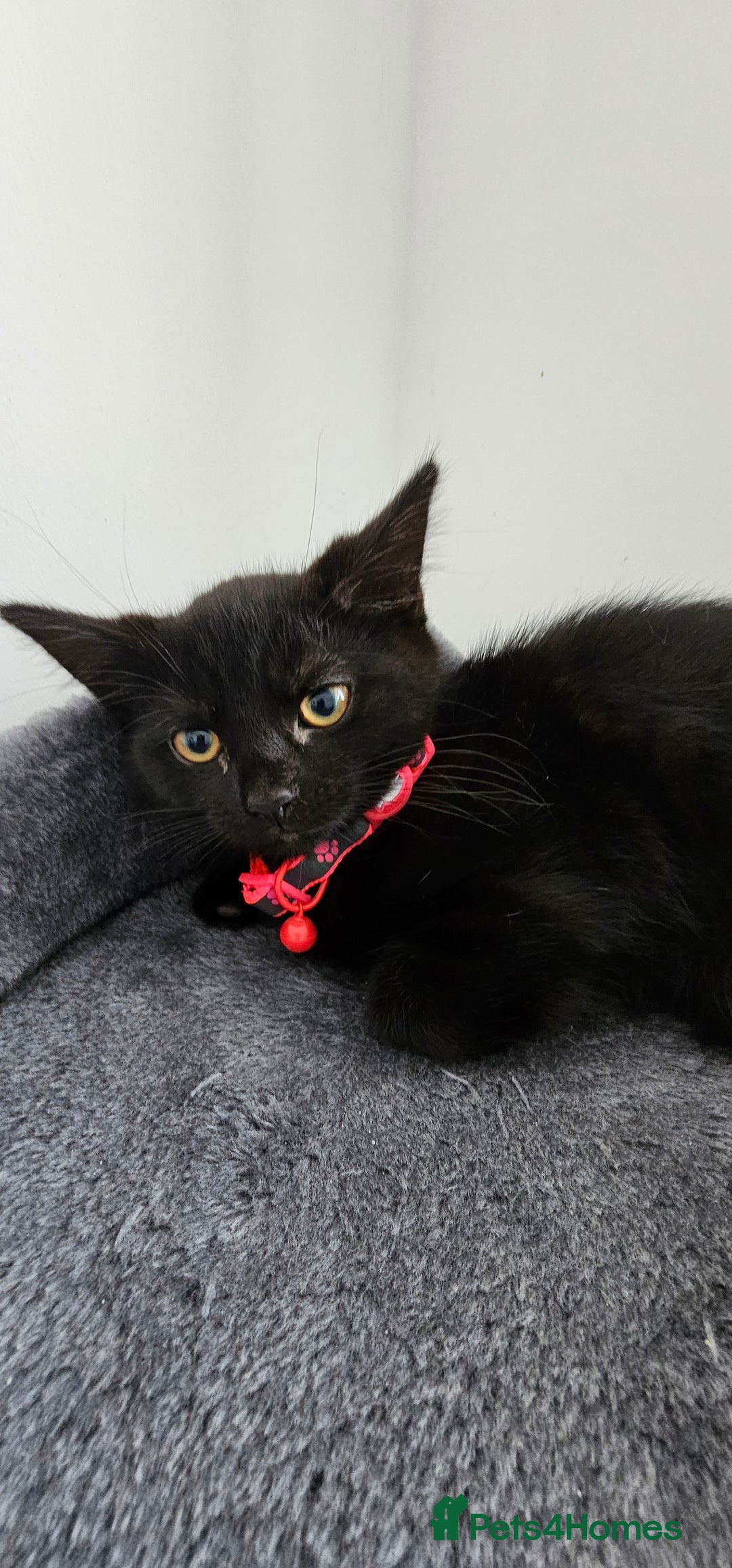 Mixed Breed cats for sale: 2 black famele kittens  - Image 3