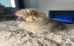 Pomeranian dogs for stud: 💜🧡Lilac & tan KC stud Benji champions in line  in Guildford - Image 33