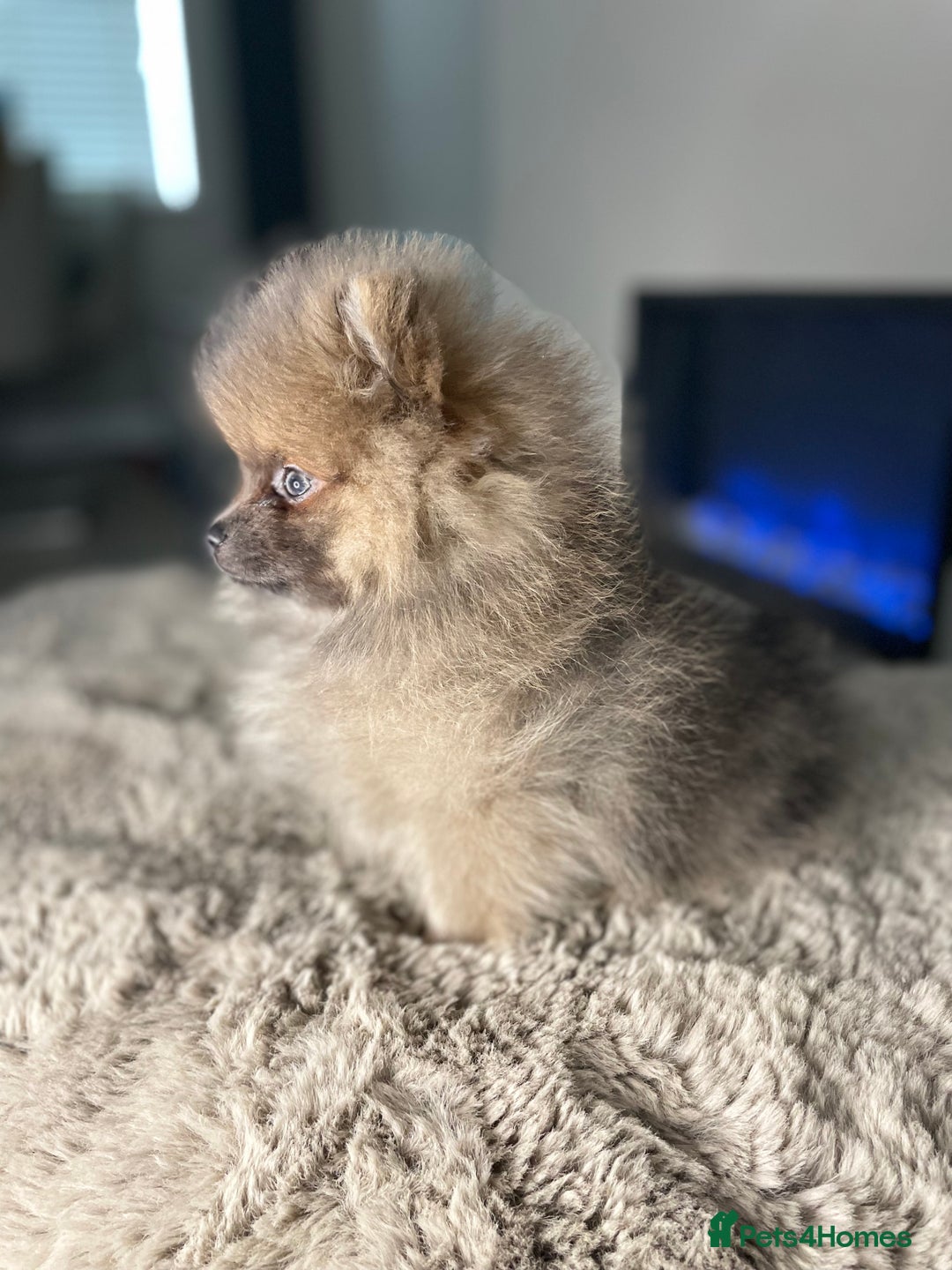 Pomeranian dogs for stud: 💜🧡Lilac & tan KC stud Benji champions in line  in Guildford - Image 33