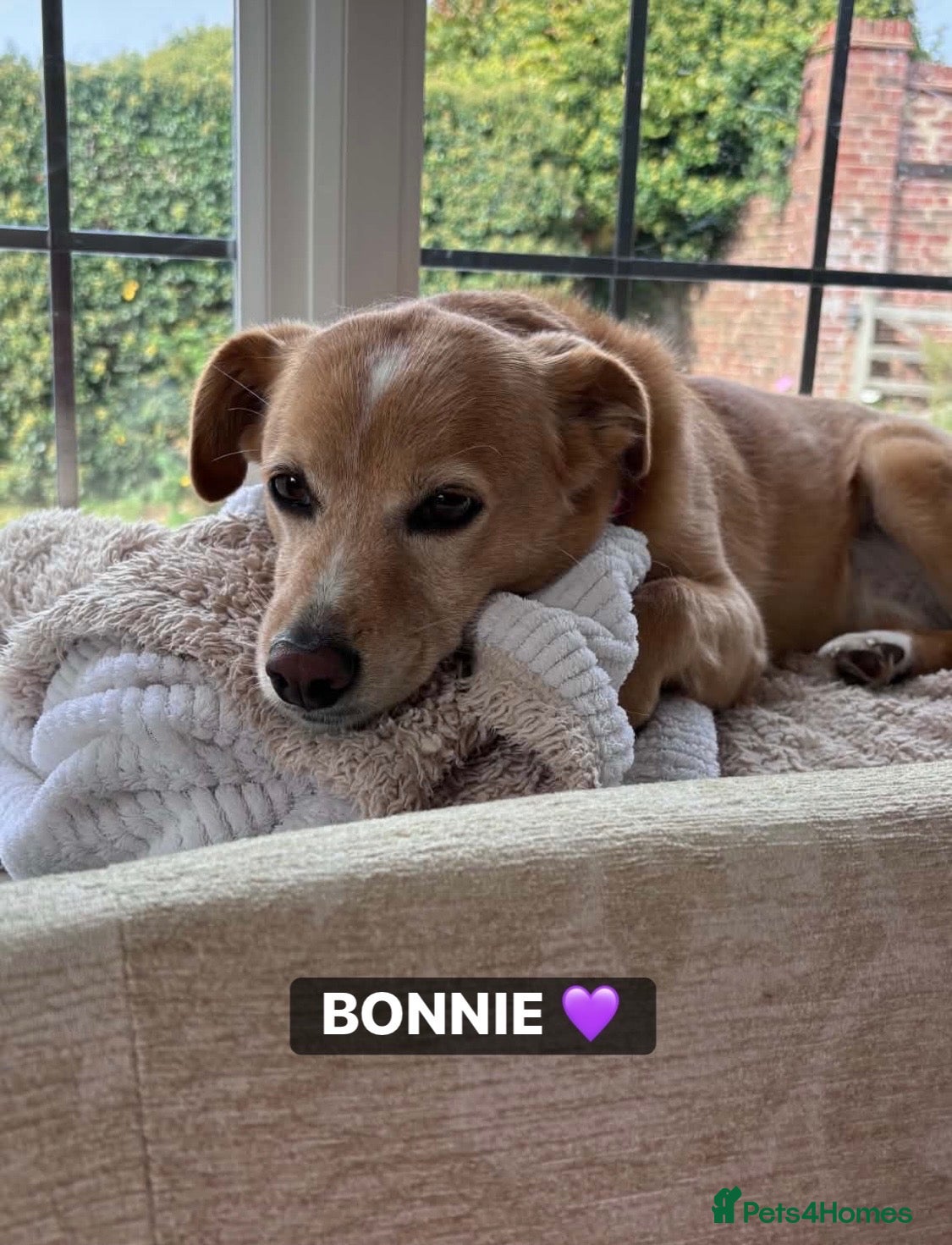 Mixed Breed dogs Beautiful Bonnie 🩷 - Advert 2