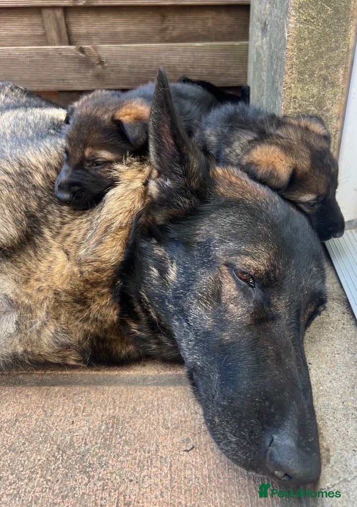 German Shepherd dogs Straight Back w/line German Shepherd puppies - Advert 3