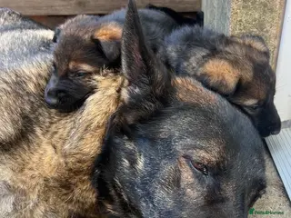 German Shepherd dogs Straight Back w/line German Shepherd puppies - Advert 3