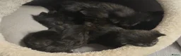 Mixed Breed cats for sale: Full black kittens - Advert 8
