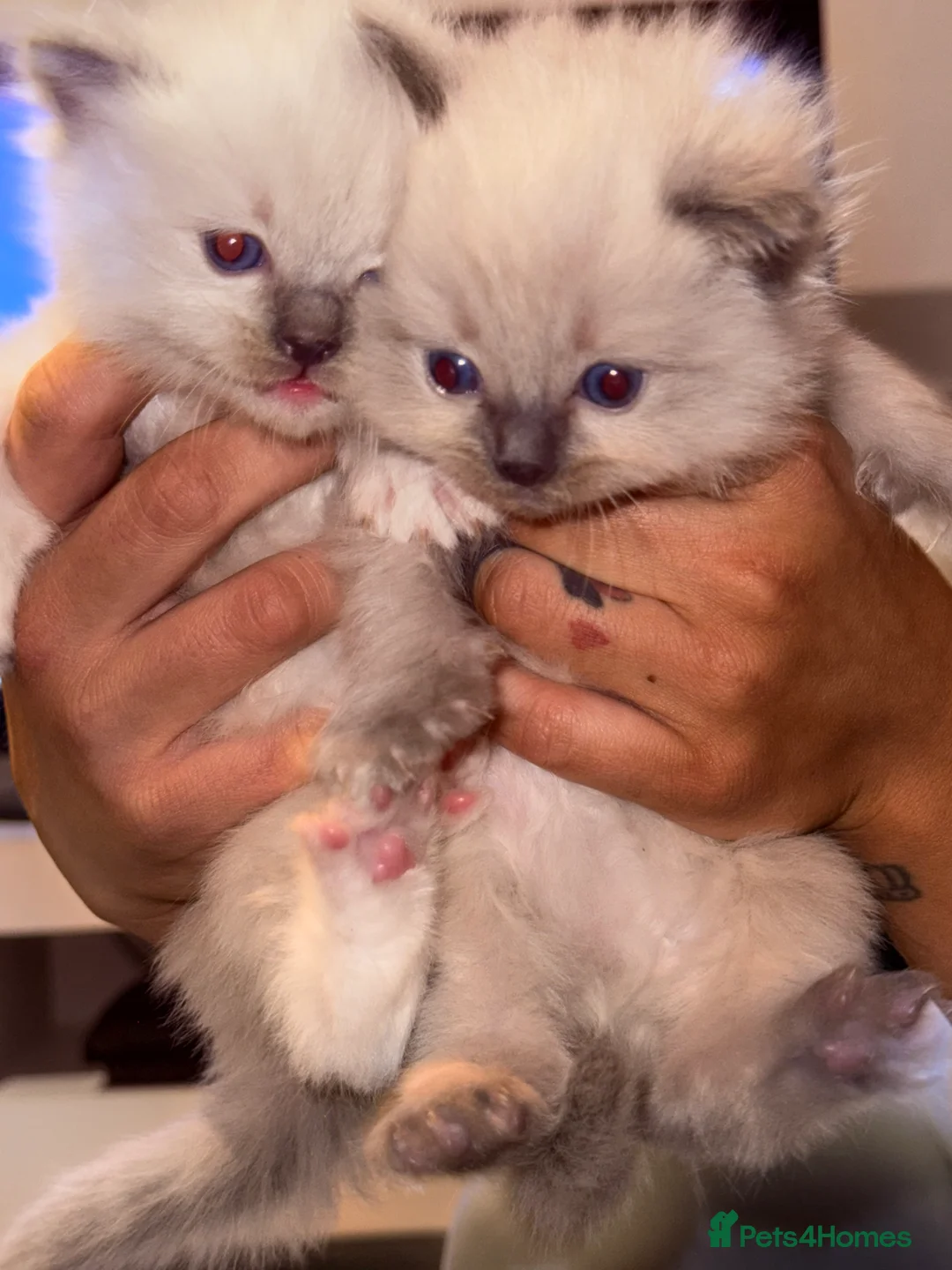 Ragdoll cats for sale: 🌸Ragdoll girls available  - Advert 2