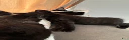 Domestic Shorthair cats for sale: 3 gorgeous kittens looking for forever homes 🤎🐾 - Advert 7