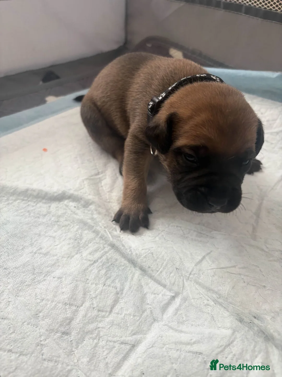 Mixed Breed dogs for sale: Hybrid Mastiffs (Ready in 6 weeks) - Advert 22