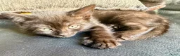 Mixed Breed cats for sale: Lilac seal point bsh x kittens  - Advert 2