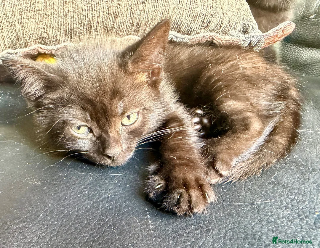 Mixed Breed cats for sale: Lilac seal point bsh x kittens  - Advert 2