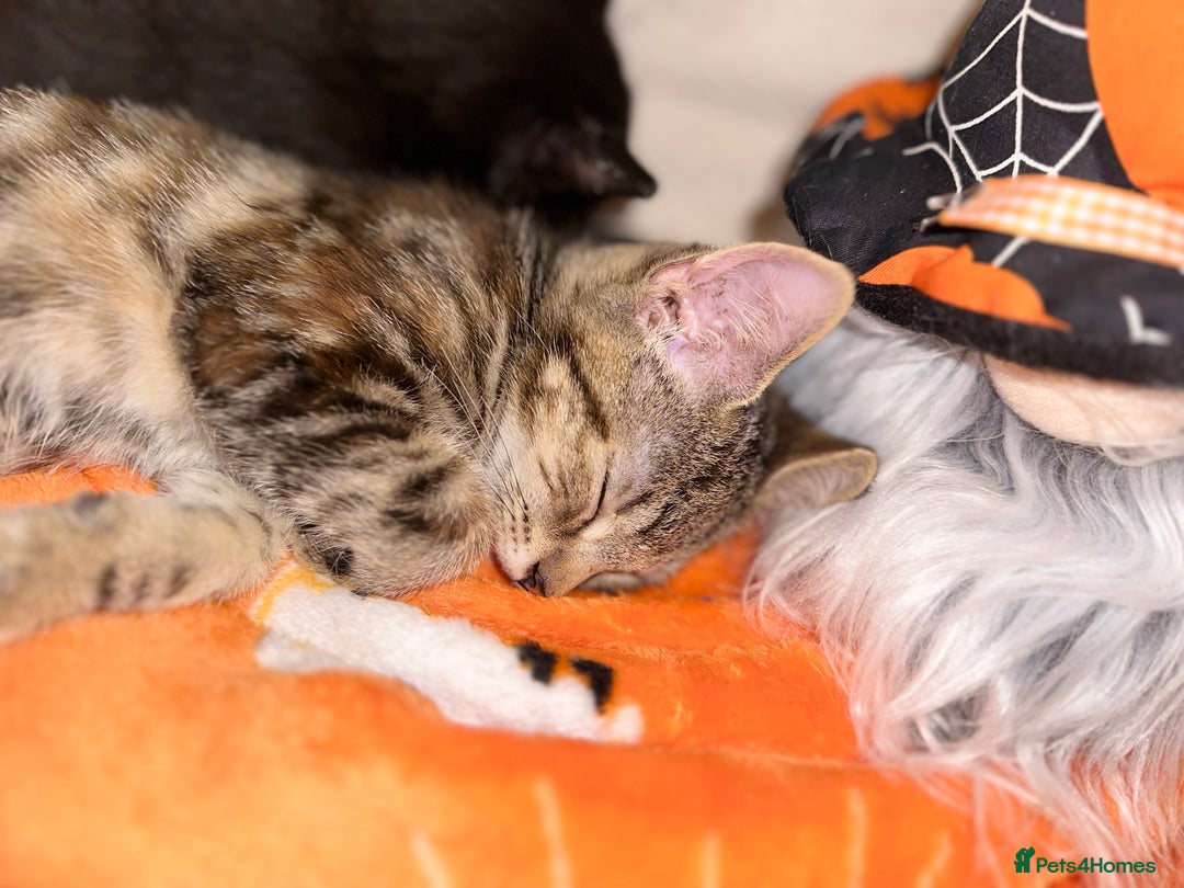 Mixed Breed cats for sale: Tabby and black kittens  - Image 3