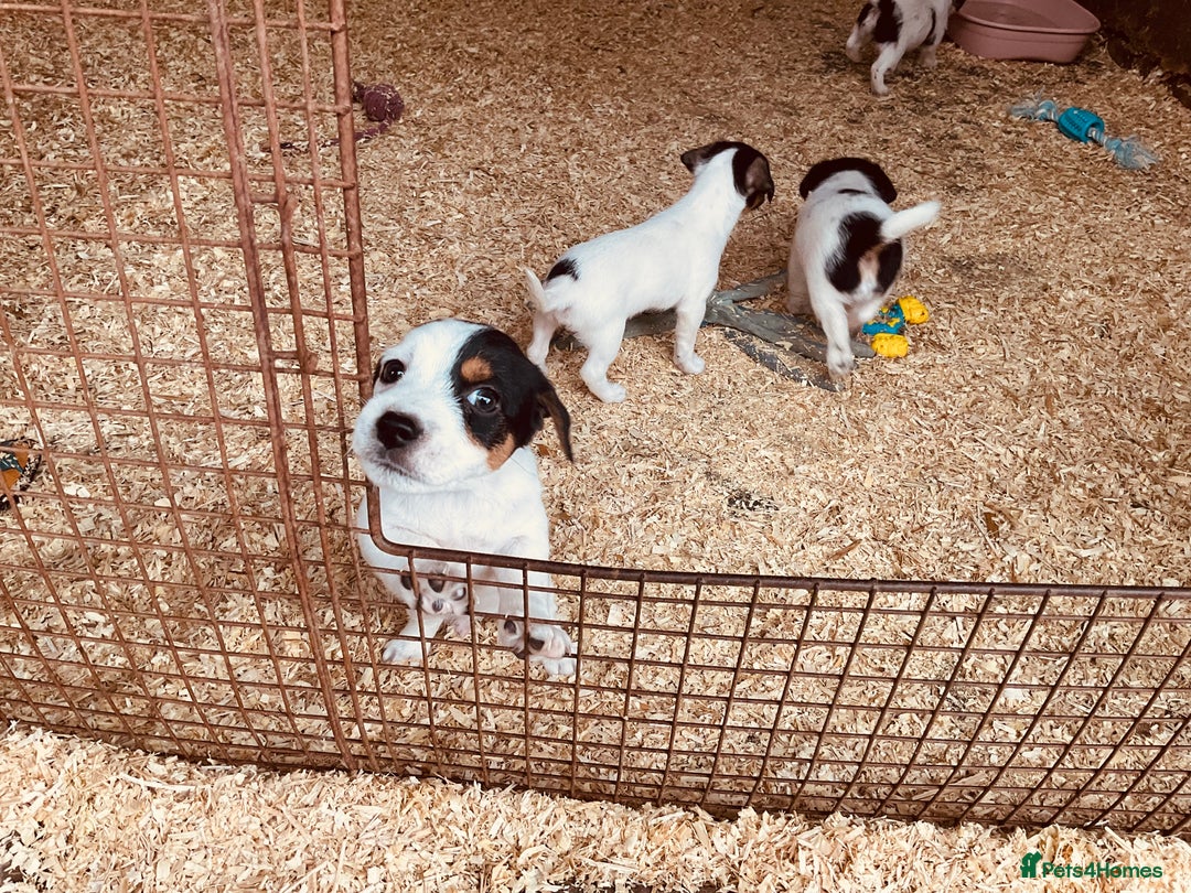 Jack Russell dogs for sale: Gorgeous Jack Russell puppies  - Image 12