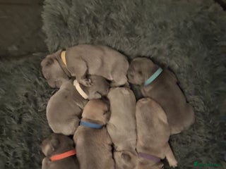 French Bulldog dogs - Advert 12