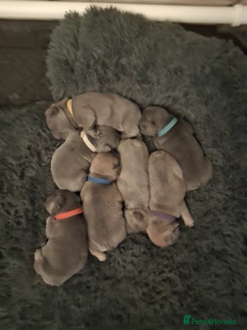 French Bulldog dogs - Advert 16