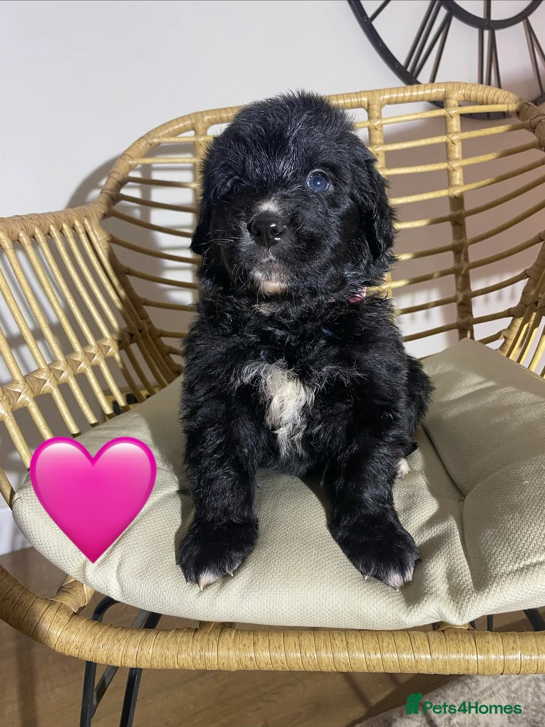 Mixed Breed dogs for sale: Golden Bernese Puppies 🖤🤍🤎 - Advert 22