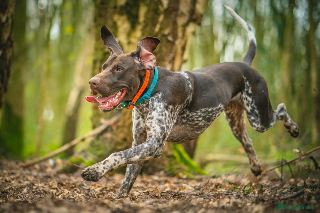 German Shorthaired Pointer dogs for stud: KC Registered German Shorthaired Pointer at Stud in Liverpool - Image 14