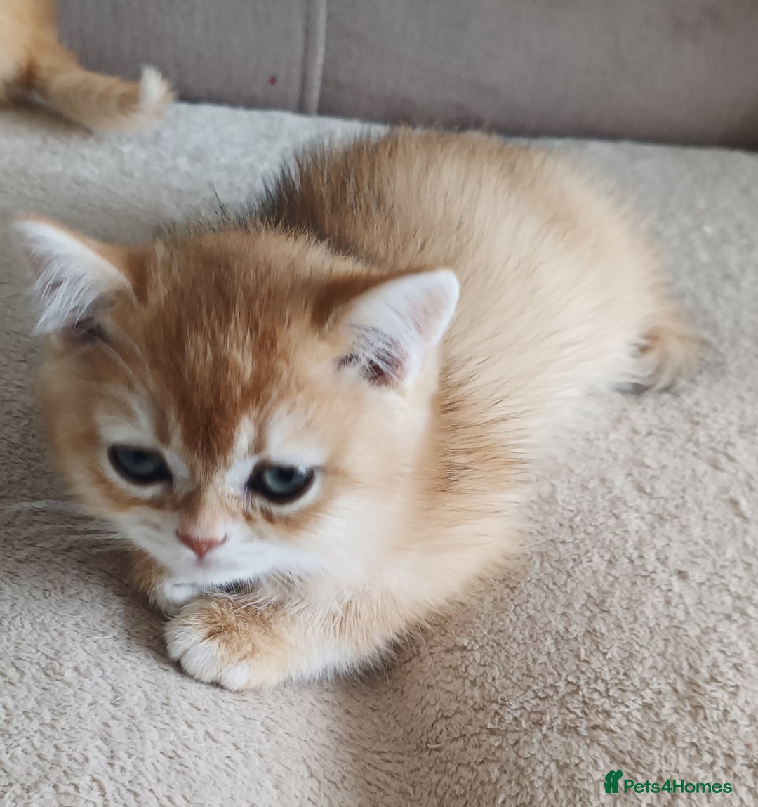Scottish Fold cats for sale: Scottish Fold Kittens ( Delivery available) - Image 9