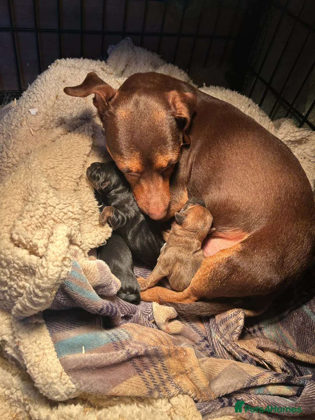 Jack Russell dogs for sale: Jack Russells. Sweet, friendly & healthy litter - Advert 2