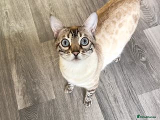 Bengal cats Gorgeous Lynx Retired Bengal Queen TICA Reg - Advert 5