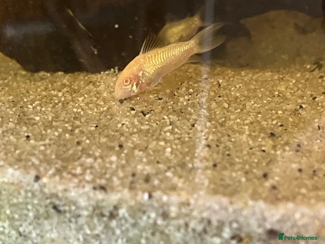 Corys fish for sale: Stunning iridescent albino corys.  - Advert 3