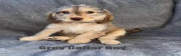 Cockapoo dogs for sale: F1 Cockapoo Puppies READY TO LEAVE - Advert 17