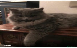 British Longhair cats for sale: British Long/Short Hair Adorable Kittens - Advert 30