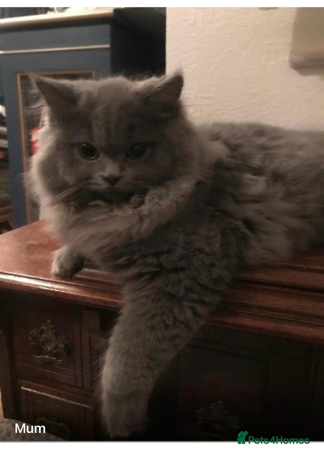 British Longhair cats for sale: British Long/Short Hair Adorable Kittens - Advert 30