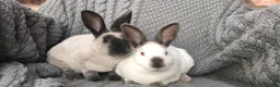 Rex rabbits for sale: Beautiful velvet mini Rex & Rex rabbits - Advert 3
