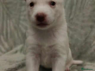 Siberian Husky dogs Siberian Husky puppies - Advert 14