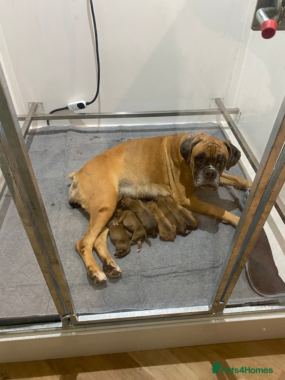 Boxer dogs for sale: 27 Champion bloodline red and black mask boxers - Image 17